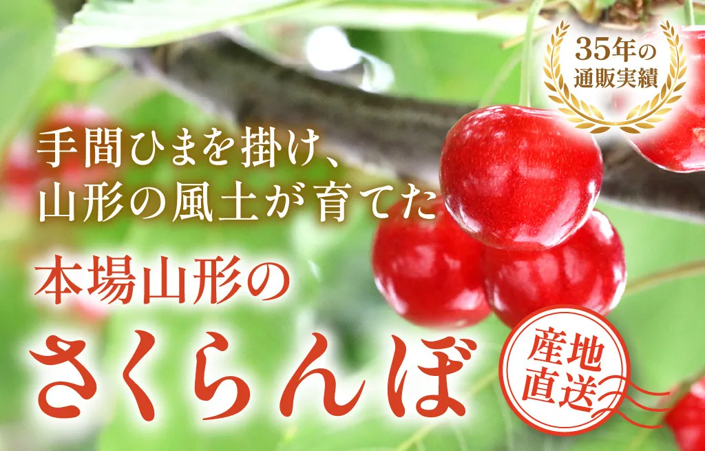 本場山形のさくらんぼ