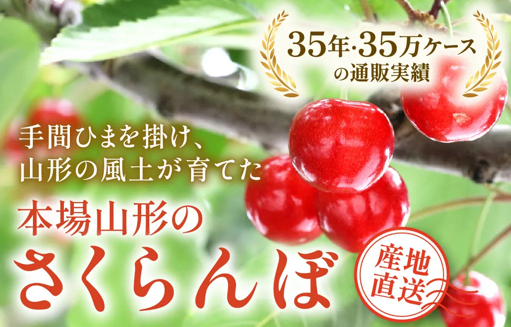 本場山形のさくらんぼ