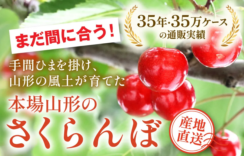 本場山形のさくらんぼ