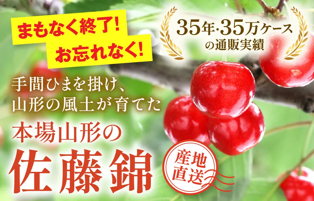 本場山形のさくらんぼ