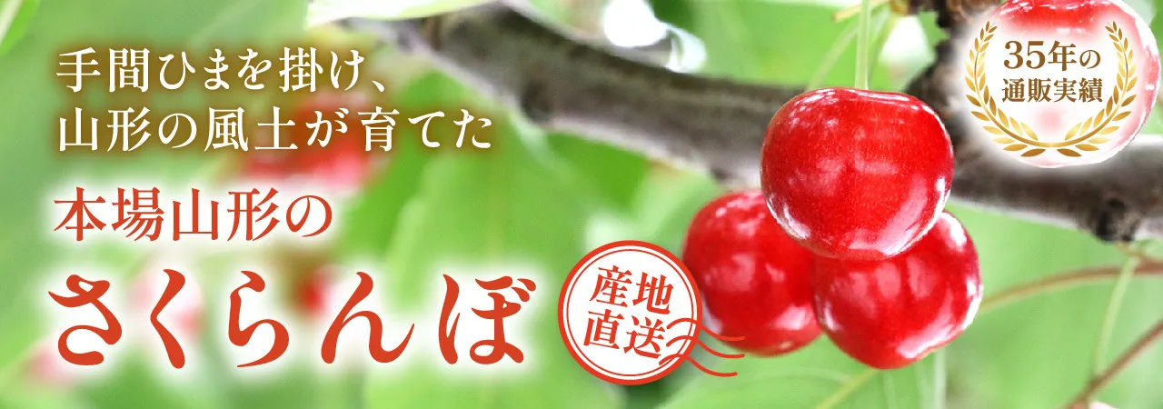 本場山形のさくらんぼ