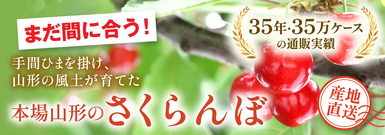 本場山形のさくらんぼ