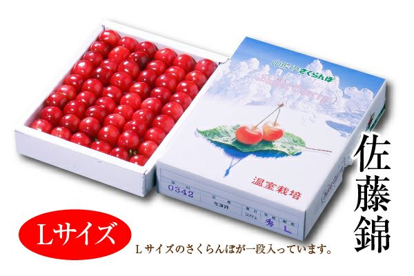 温室さくらんぼ佐藤錦 化粧箱 約300g Lサイズ（70-A） | 味の農園
