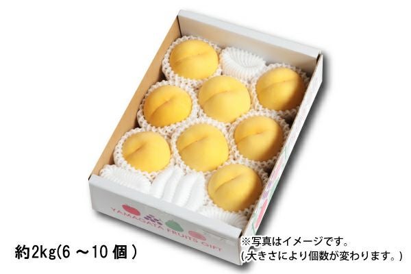 アイビー　黄金桃　ご自宅用 黄桃 ご自宅用【8月下旬以降お届け】 約2kg／6～10個（25-D） | 味の農園