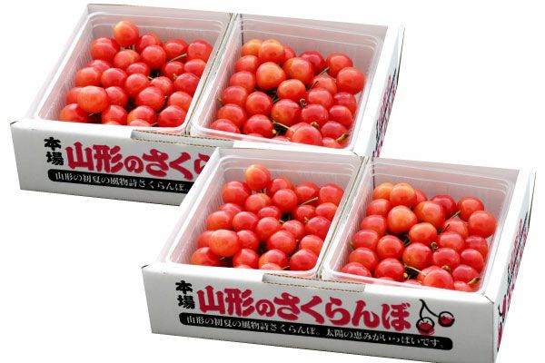 ご自宅用山形さくらんぼ 露地栽培 最盛期佐藤錦 バラ詰約2kg M～L