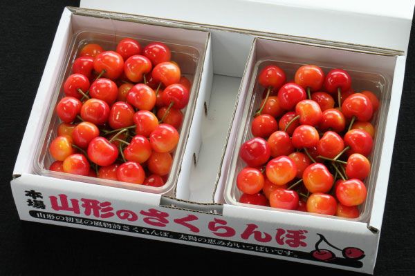ご自宅用山形さくらんぼ 露地栽培 最盛期佐藤錦 バラ詰約1kg M～L