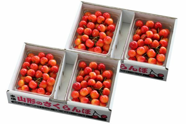 ご自宅用山形さくらんぼ 露地栽培 最盛期佐藤錦 バラ詰約2kg M～L