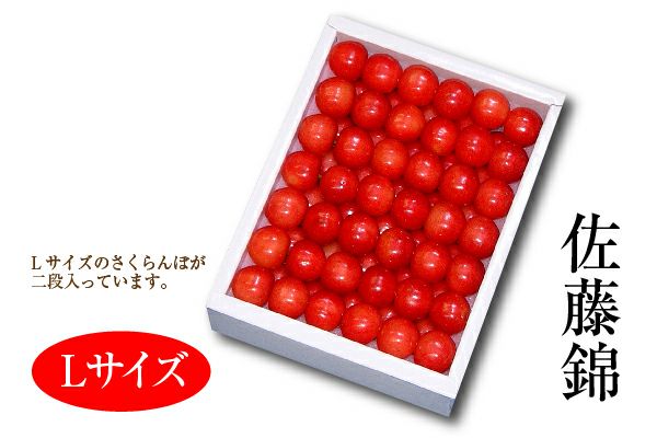 さくらんぼ 遅れてごめんね。母の日温室さくらんぼ佐藤錦 ダイヤパック 約100g×2_L