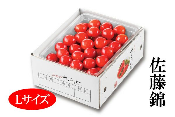 ご自宅用山形さくらんぼ 露地栽培 最盛期佐藤錦 バラ詰約2kg M～L